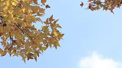4K实拍秋天黄色枫叶树干风光意境空镜头视频的预览图